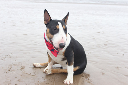 Absolute deals bull terriers
